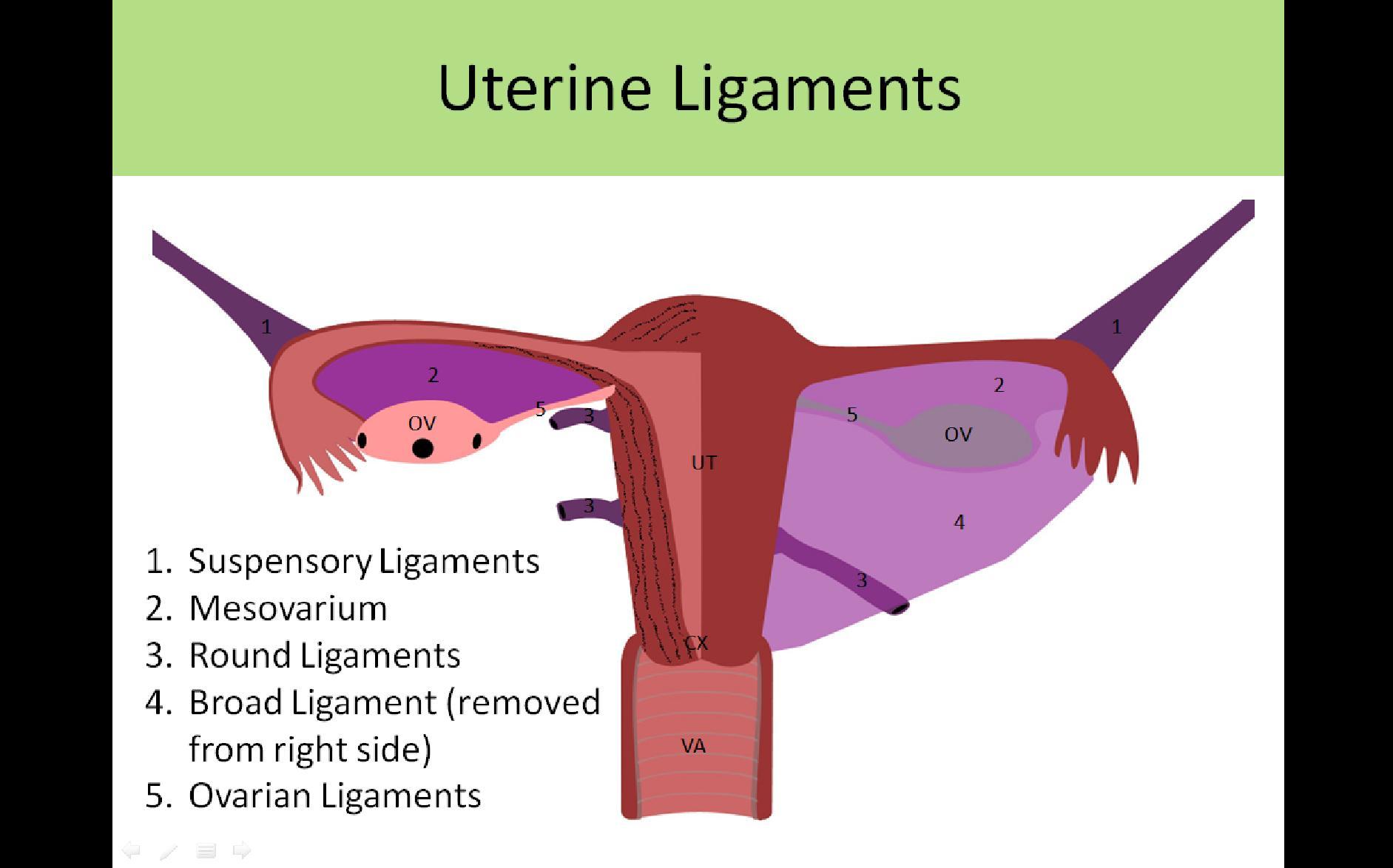 Round ligament anatomy